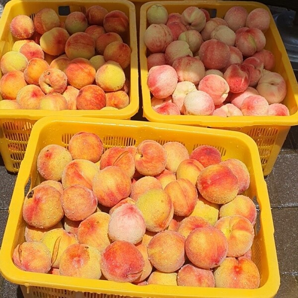 강원애초,강원애초 도도한식초 260ml